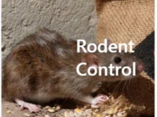 Rodent Control in Kolkata